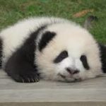 上野動物園赤ちゃんパンダシャンシャンを見るには？