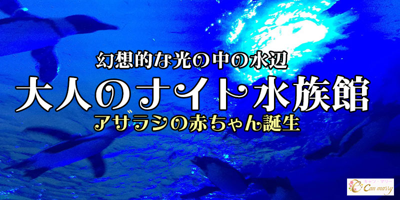 6 16 日 アザラシの赤ちゃん幻想的な光の中のペンギン 大人のナイト水族館デートコン サンシャイン 令和元年婚促進 恋活 婚活 池袋 土日開催 東京 水族館 婚活パーティー イベントのcanmarry