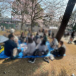 上野男性大急募!桜がまだ見頃です🌸